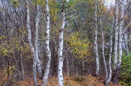 Birkenwald im Herbst - Foto, Druck, Poster, Leinwand