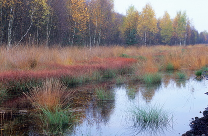 Herbstfarben im Moor - Foto, Druck, Poster, Leinwand