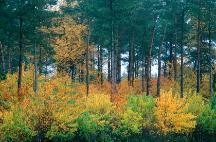 Mischwald im Herbst - Foto, Druck, Poster, Leinwand