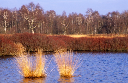 Moorlandschaft - Foto, Druck, Poster, Leinwand