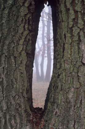 Stieleichen - Foto, Druck, Poster, Leinwand