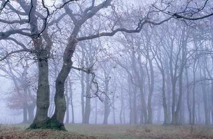 Eichen im Nebel - Foto, Druck, Poster, Leinwand