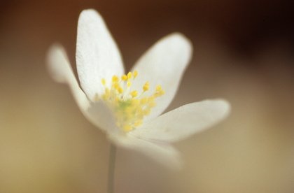 Buschwindröschen, Anemone nemorosa - Foto, Druck, Poster, Leinwand