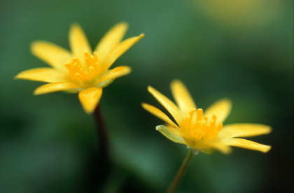 Scharbockskraut, Ranunculus ficaria - Foto, Druck, Poster, Leinwand