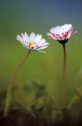 Gänseblümchen, Bellis perennis - Foto, Druck, Poster, Leinwand