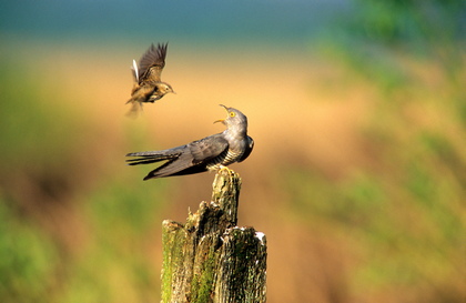 Wiesenpieper und Kuckuck - Foto, Druck, Poster, Leinwand