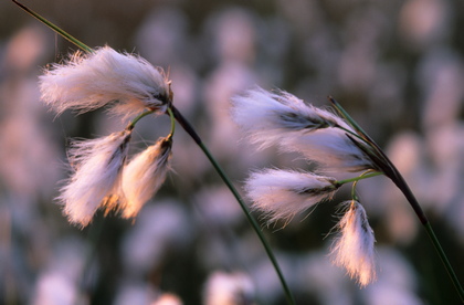 Schmalblättriges Wollgras, Eriophorum angustifolium - Foto, Druck, Poster, Leinwand