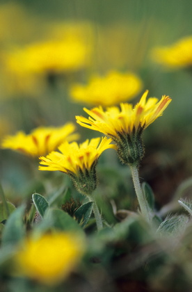 Kleines Habichtskraut, Hieracium pilosella - Foto, Druck, Poster, Leinwand