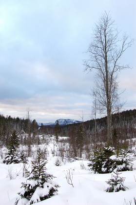 Nordische Winterlandschaft - Foto, Druck, Poster, Leinwand