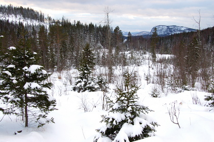 Nordische Winterlandschaft - Foto, Druck, Poster, Leinwand