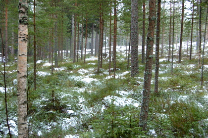 Winterwald - Foto, Druck, Poster, Leinwand