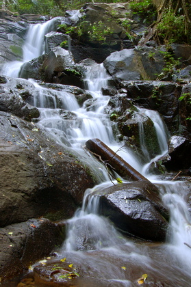 Waldbach - Foto, Druck, Poster, Leinwand