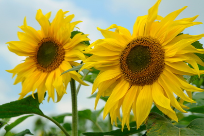 Sonnenblumen, Helianthus annuus - Foto, Druck, Poster, Leinwand