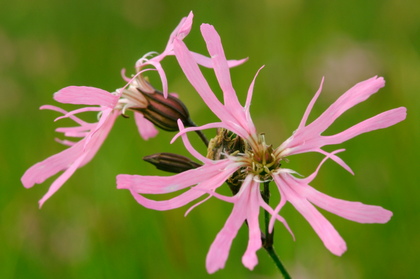 Kuckuckslichtnelke, Lychnis flos-cuculi - Foto, Druck, Poster, Leinwand