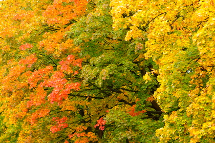 Bergahorn, Acer pseudoplatanus - Foto, Druck, Poster, Leinwand