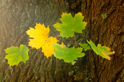 Spitzahornblätter, Acer platanoides - Foto, Druck, Poster, Leinwand