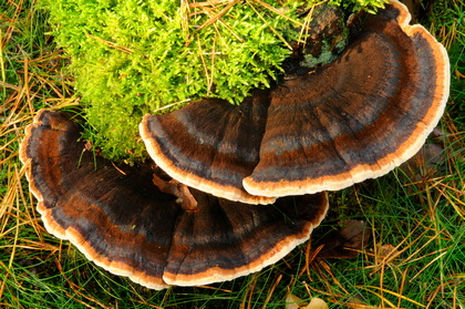 Schwarzgebänderter Harzporling, Ischnoderma benzoinum - Foto, Druck, Poster, Leinwand