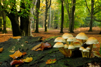 Grünblättriger Schwefelkopf, Hypholoma fasciculare - Foto, Druck, Poster, Leinwand