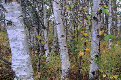 Birkenwald - Foto, Druck, Poster, Leinwand