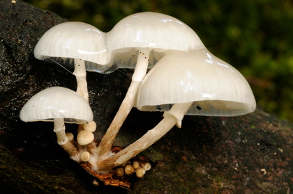 Beringter Buchenschleimrübling, Oudemansiella mucida - Foto, Druck, Poster, Leinwand