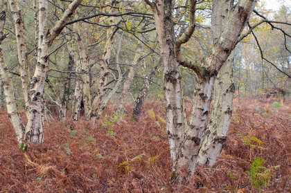 Moorbirken im Herbst - Foto, Druck, Poster, Leinwand