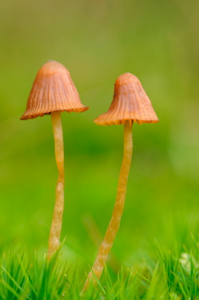 Orangeroter Helmling, Mycena acicula - Foto, Druck, Poster, Leinwand