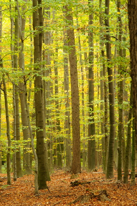 Buchenwald im Herbst - Foto, Druck, Poster, Leinwand