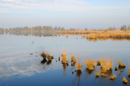 Wiedervernässtes Moor im Herbst - Foto, Druck, Poster, Leinwand