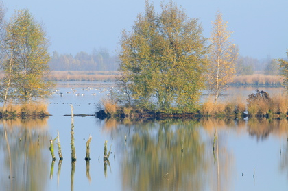 Wiedervernässtes Moor im Herbst - Foto, Druck, Poster, Leinwand