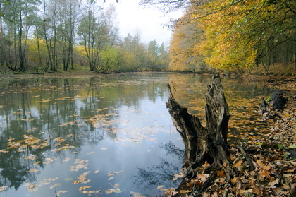 Herbst am Fluss - Foto, Druck, Poster, Leinwand