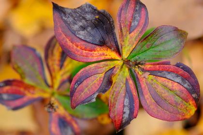 Cornus canadensis im Herbst - Foto, Druck, Poster, Leinwand