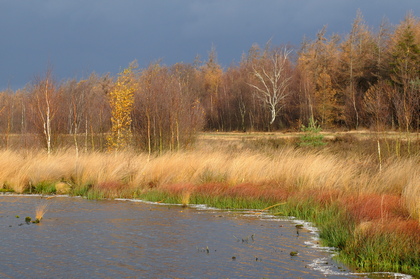 Moorkolk im Herbst - Foto, Druck, Poster, Leinwand