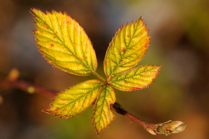 Brombeerblatt im Herbst - Foto, Druck, Poster, Leinwand