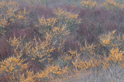 Sanddorn im Herbst - Foto, Druck, Poster, Leinwand