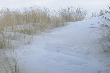 Dünenlandschaft - Foto, Druck, Poster, Leinwand