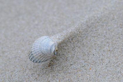 Muschel am Strand - Foto, Druck, Poster, Leinwand