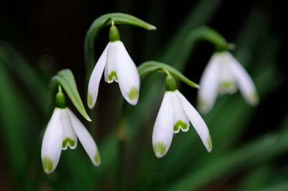 Schneeglöckchen, Galanthus nivalis - Foto, Druck, Poster, Leinwand