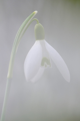 Schneeglöckchen, Galanthus nivalis - Foto, Druck, Poster, Leinwand