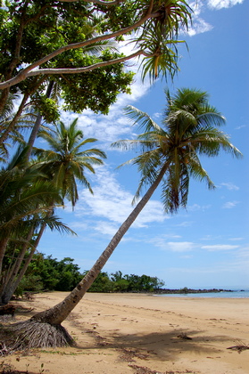 Palmenstrand - Foto, Druck, Poster, Leinwand