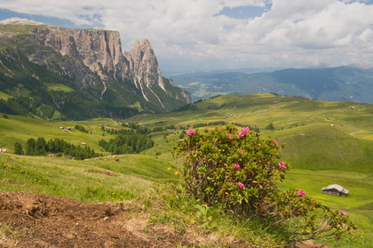 Alpenrose vor dem Schlern - Foto, Druck, Poster, Leinwand