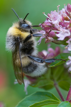 Helle Erdhummel - Foto, Druck, Poster, Leinwand