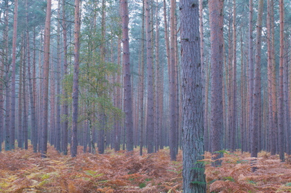 Kiefernwald - Foto, Druck, Poster, Leinwand