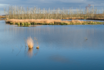 Im Hochmoorreservat - Foto, Druck, Poster, Leinwand