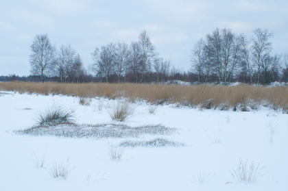 Moorlandschaft im Winter - Foto, Druck, Poster, Leinwand