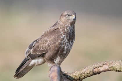 Mäusebussard - Foto, Druck, Poster, Leinwand