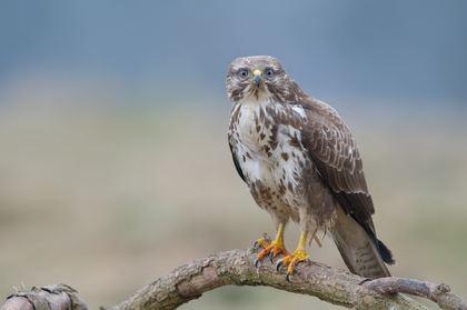 Mäusebussard - Foto, Druck, Poster, Leinwand