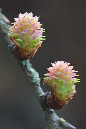 Weibliche Lärchenblüten - Foto, Druck, Poster, Leinwand