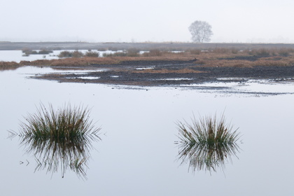 Wiedervernässtes Hochmoor - Foto, Druck, Poster, Leinwand