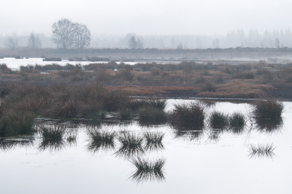 Wiedervernässtes Hochmoor - Foto, Druck, Poster, Leinwand