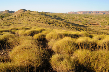 Spinifex-Gras - Foto, Druck, Poster, Leinwand